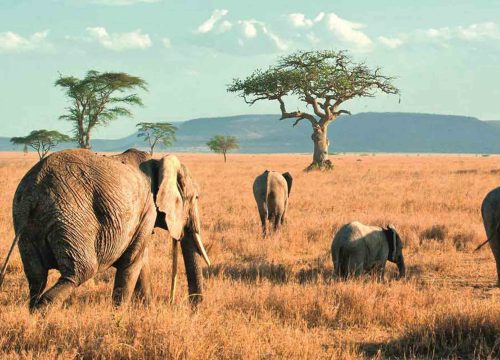 Tarangire National Park – Tanzania’s Hidden Gem of Giants