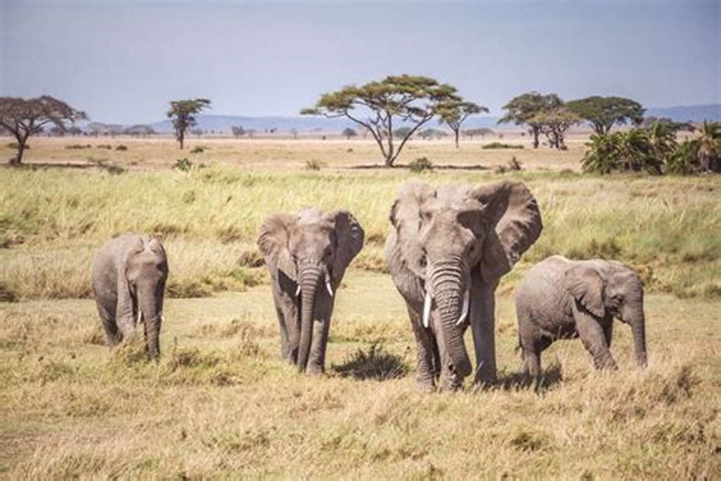 Serengeti National Park – Tanzania