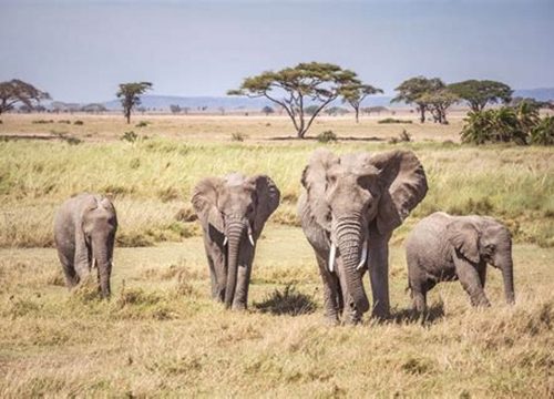 Serengeti National Park – Tanzania