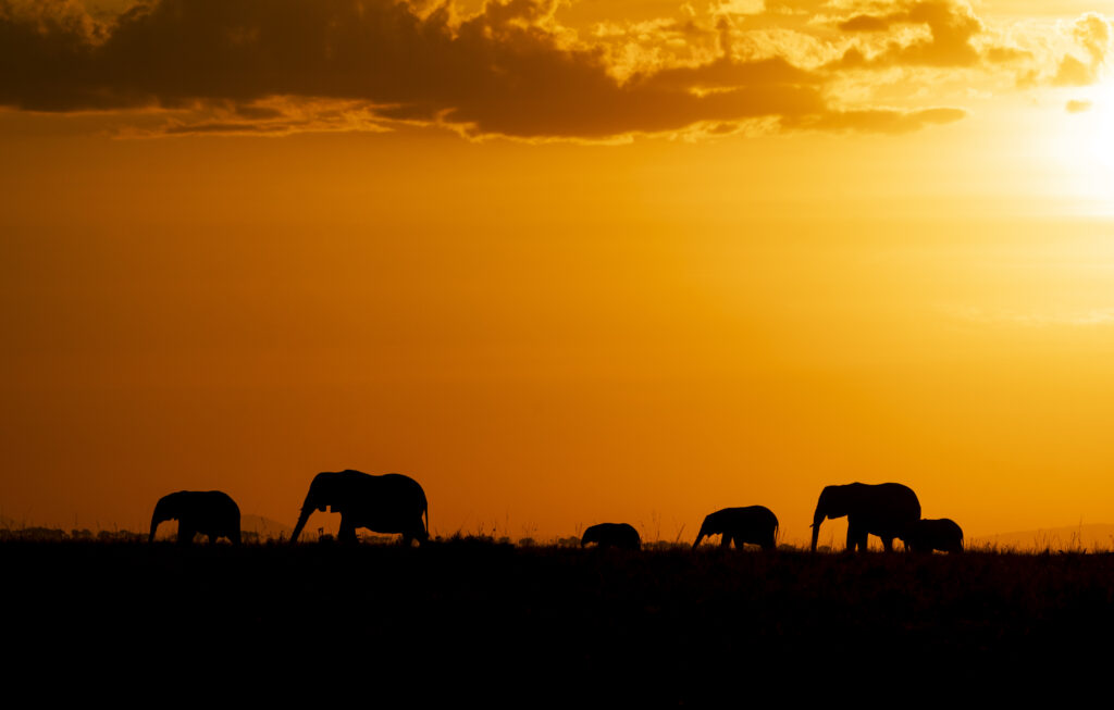 Night Game Drive in Tanzania’s Protected Areas – An Unforgettable Safari Experience