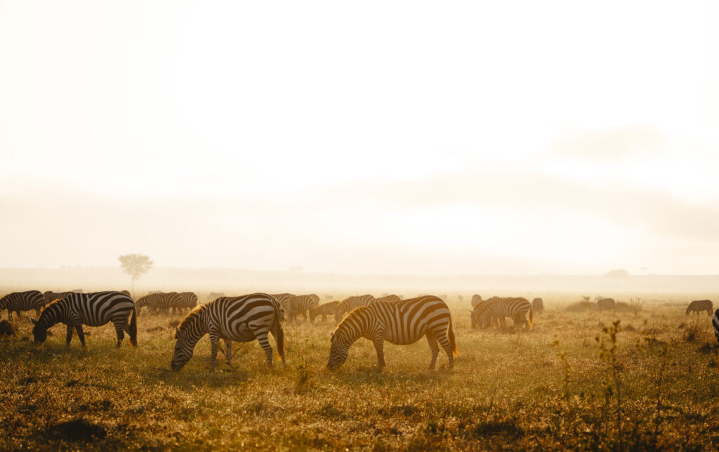 Ngorongoro Conservation Area