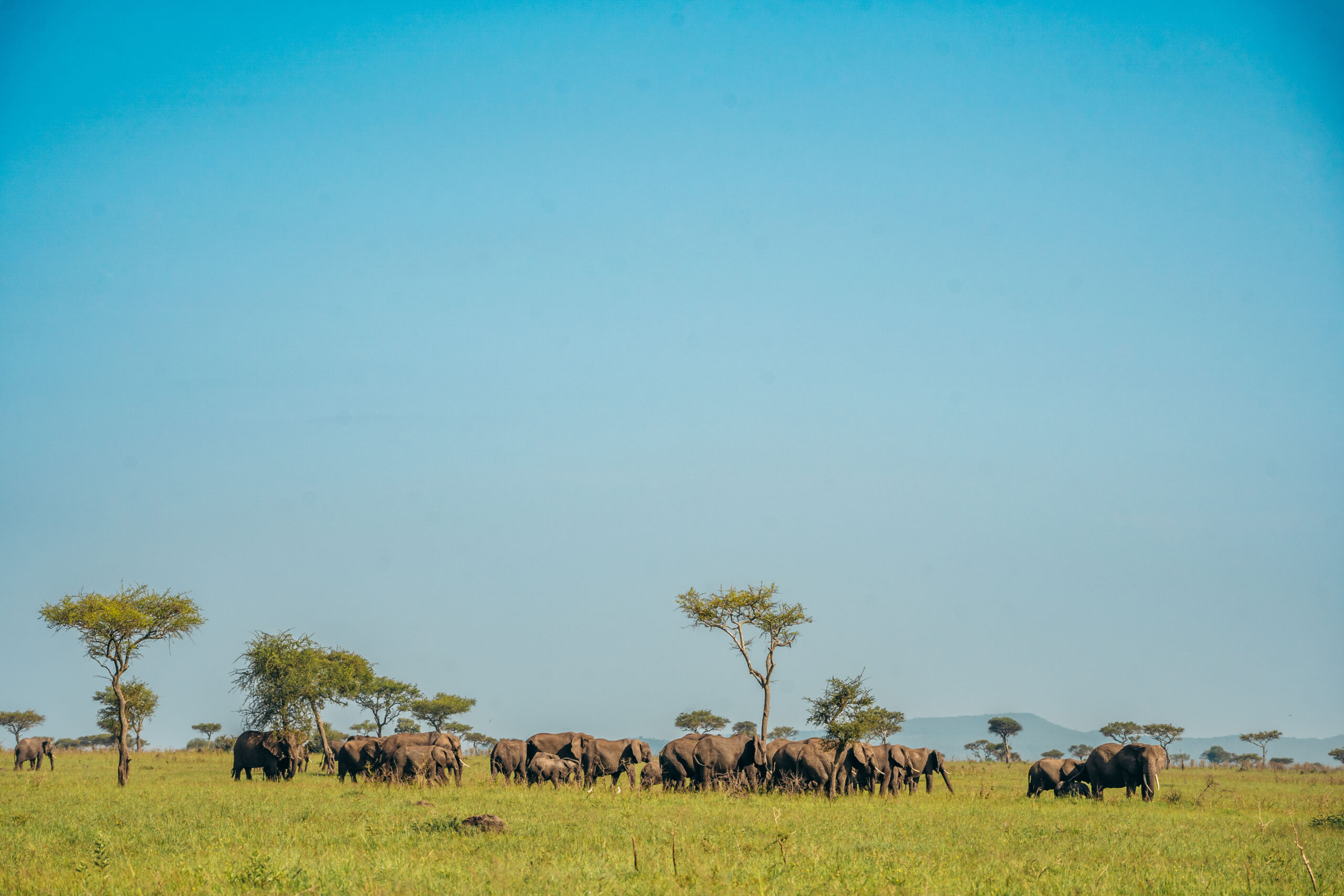 5 Days Tanzania Safari
