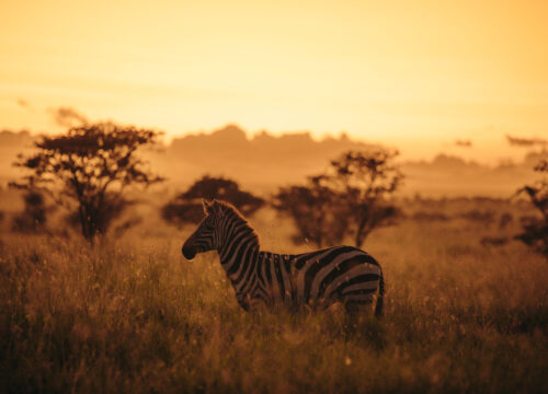 3-Day Tanzania Safari Adventure – Summer Tanzania Tours