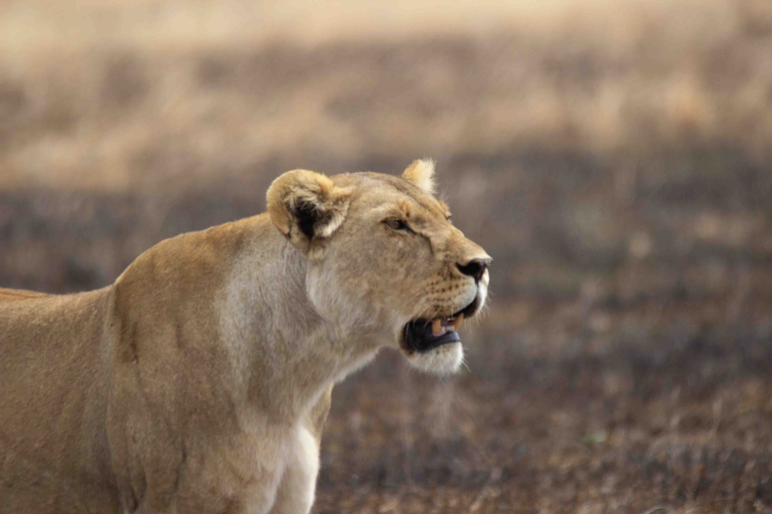 2 Days Tanzania Safari