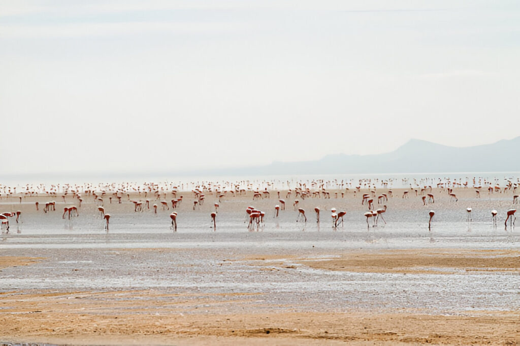 Lake Natron – Tanzania’s Hidden Gem of Flamingo Magic & Volcanic Beauty